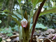 Boesenbergia pulchella