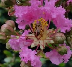 Mellitidia tomentifera