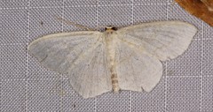 Scopula junctaria