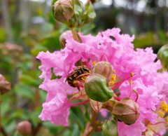 Mellitidia tomentifera