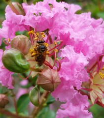 Mellitidia tomentifera