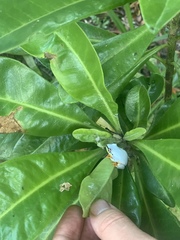Heterixalus madagascariensis