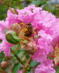 Mellitidia tomentifera