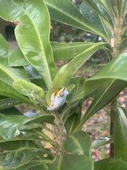 Heterixalus madagascariensis