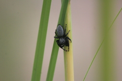 Phidippus octopunctatus