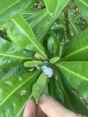 Heterixalus madagascariensis