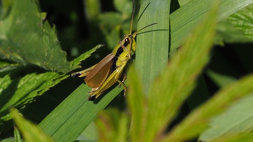 Podismopsis poppiusi