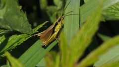 Podismopsis poppiusi