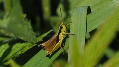 Podismopsis poppiusi