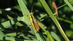 Podismopsis poppiusi