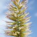 Napier Grass - Photo no rights reserved, uploaded by 葉子