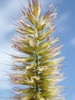Napier Grass - Photo no rights reserved, uploaded by 葉子