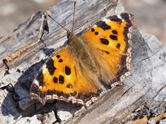 Nymphalis xanthomelas