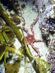 Ophiarachnella ramsayi