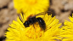 Melandrena
