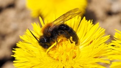 Melandrena