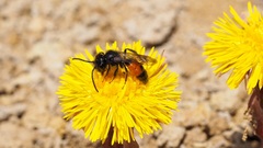 Andrena