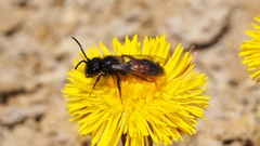 Andrena
