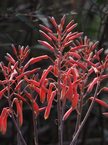 Aloe leptophylla N.E.Br. ex Baker