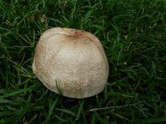 Agaricus subrufescens