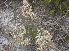 Baeckea pachyphylla