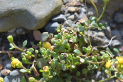 Senecio lautus