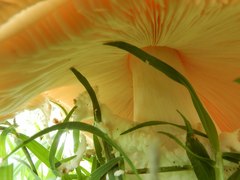 Agaricus subrufescens