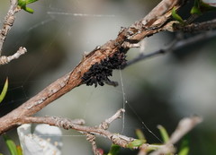 Septobasidium clelandii