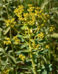 Euphorbia stepposa