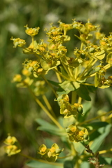 Euphorbia stepposa