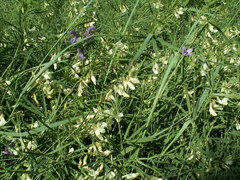 Lathyrus pallescens