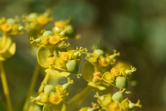 Euphorbia stepposa