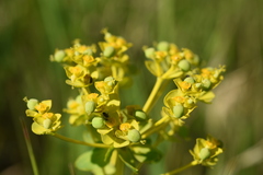 Euphorbia stepposa