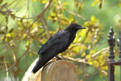 Corvus orru