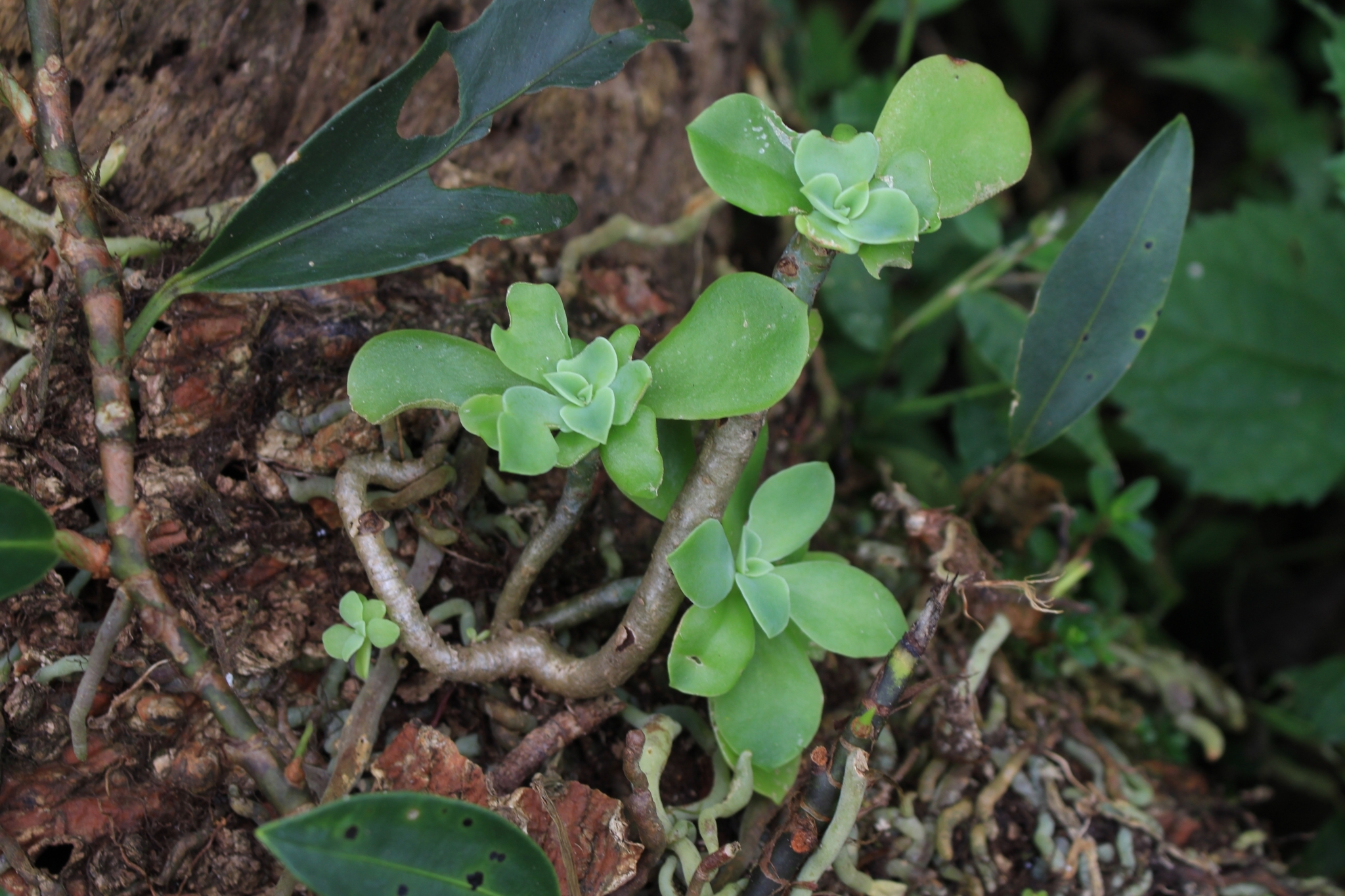 Imagem de Rosa-de-pedra