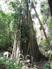Ficus prolixa