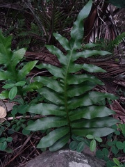 Microsorum grossum