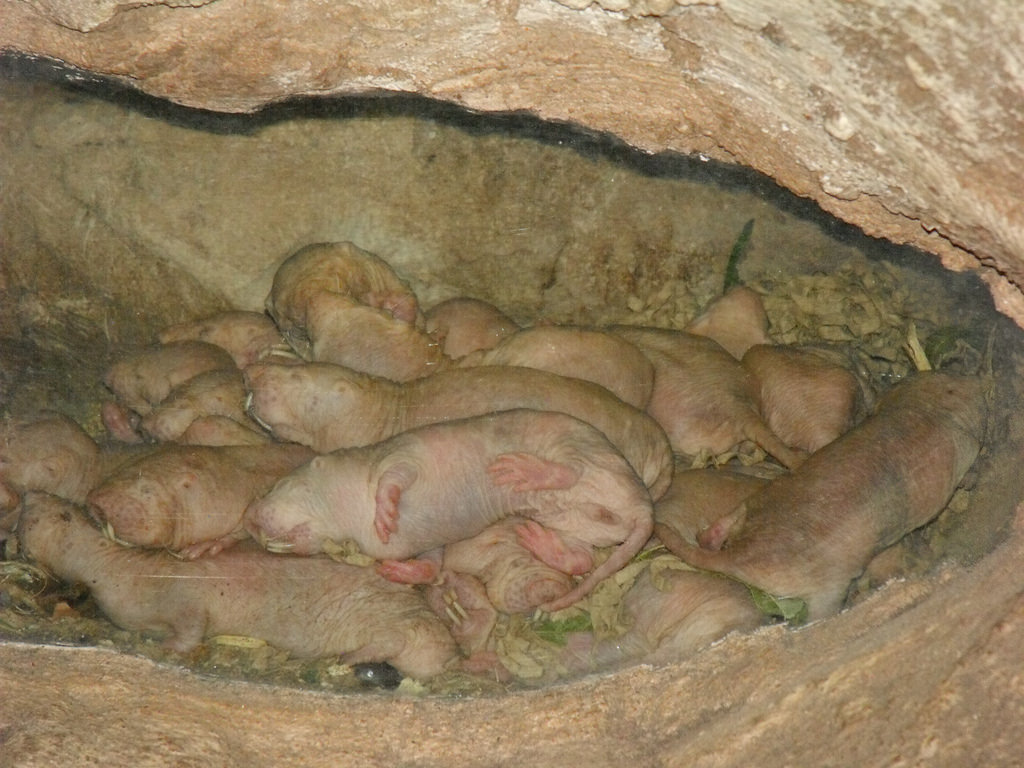 Naked Mole-Rat