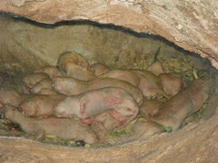 Naked Mole-Rat photo 1