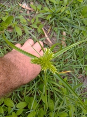 Cyperus aggregatus