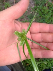 Cyperus aggregatus