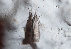 Eudonia leptalaea