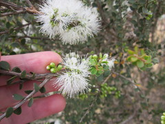 Melaleuca undulata
