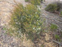 Melaleuca undulata