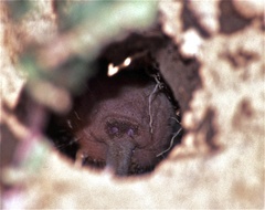 Naked Mole-Rat photo 2