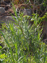 Phragmites vallatoria