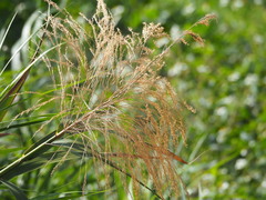 Phragmites vallatoria