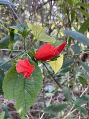 Malvaviscus penduliflorus