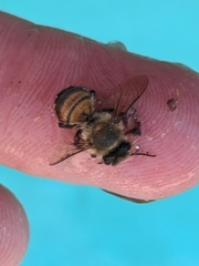 Apis mellifera