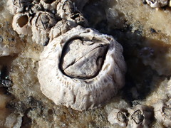 Fistulobalanus albicostatus